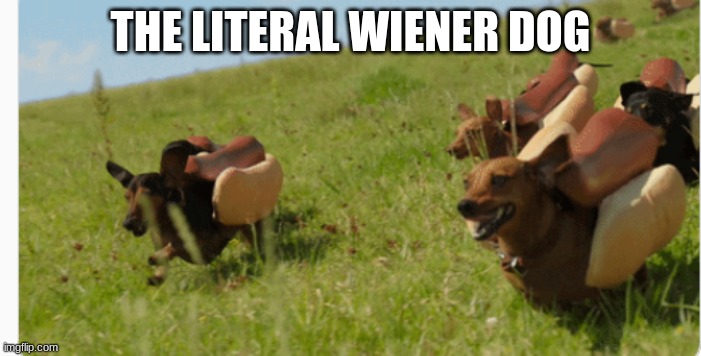 hot dog dogs |  THE LITERAL WIENER DOG | image tagged in hot dog dogs | made w/ Imgflip meme maker