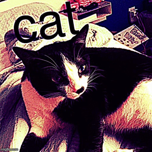 This is my cat say hi | image tagged in cat | made w/ Imgflip meme maker