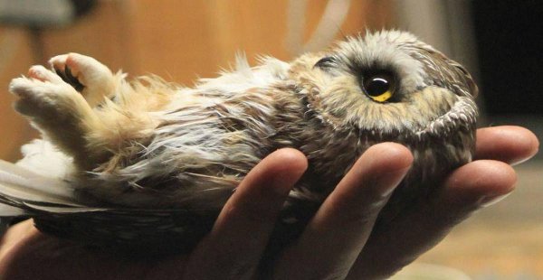 Baby owl in hand Blank Meme Template
