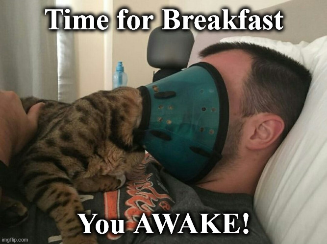 awake | Time for Breakfast; You AWAKE! | image tagged in awake | made w/ Imgflip meme maker