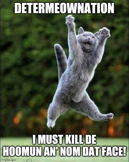 Determeownation | DETERMEOWNATION; I MUST KILL DE HOOMUN AN' NOM DAT FACE! | image tagged in kill you cat,cats,kitteh,funny | made w/ Imgflip meme maker