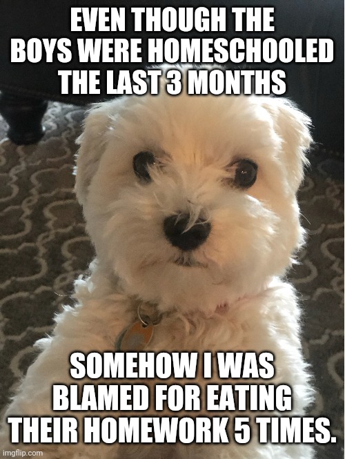 Dog thoughts | EVEN THOUGH THE BOYS WERE HOMESCHOOLED THE LAST 3 MONTHS; SOMEHOW I WAS BLAMED FOR EATING THEIR HOMEWORK 5 TIMES. | image tagged in funny dogs | made w/ Imgflip meme maker