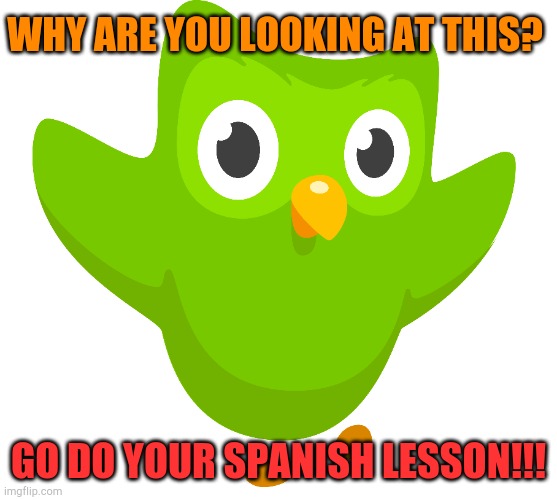 WHY ARE YOU LOOKING AT THIS? GO DO YOUR SPANISH LESSON!!! | image tagged in duolingo,duolingo bird,angry bird | made w/ Imgflip meme maker