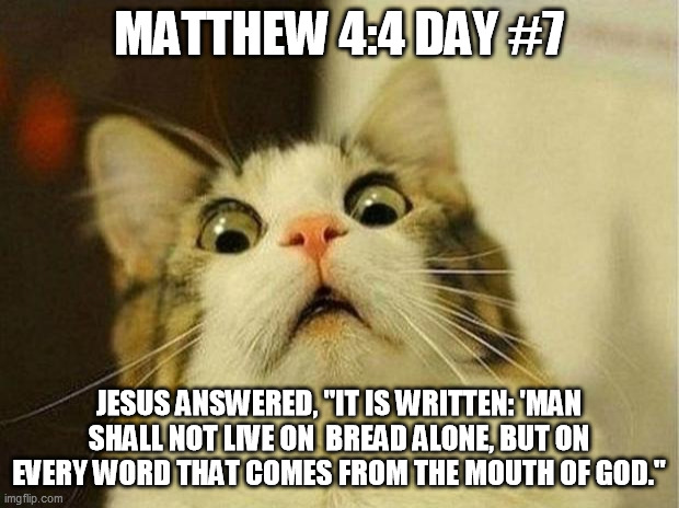 Scared Cat | MATTHEW 4:4 DAY #7; JESUS ANSWERED, "IT IS WRITTEN: 'MAN SHALL NOT LIVE ON  BREAD ALONE, BUT ON EVERY WORD THAT COMES FROM THE MOUTH OF GOD." | image tagged in memes,scared cat | made w/ Imgflip meme maker