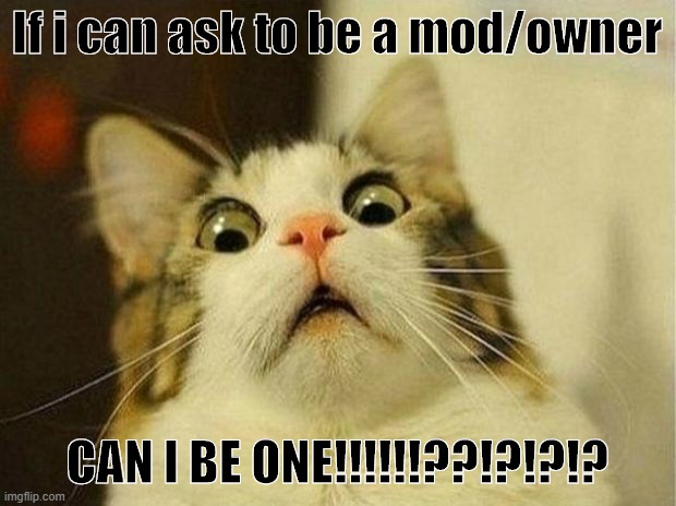 i wanna be a mod or owner please! | If i can ask to be a mod/owner; CAN I BE ONE!!!!!!??!?!?!? | image tagged in memes,scared cat,fun | made w/ Imgflip meme maker