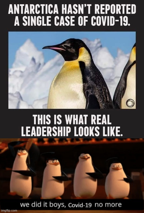 Antarctica where the real leaders rule | image tagged in covid-19,penguins | made w/ Imgflip meme maker