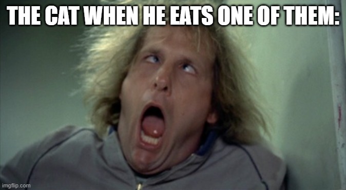 Scary Harry Meme | THE CAT WHEN HE EATS ONE OF THEM: | image tagged in memes,scary harry | made w/ Imgflip meme maker