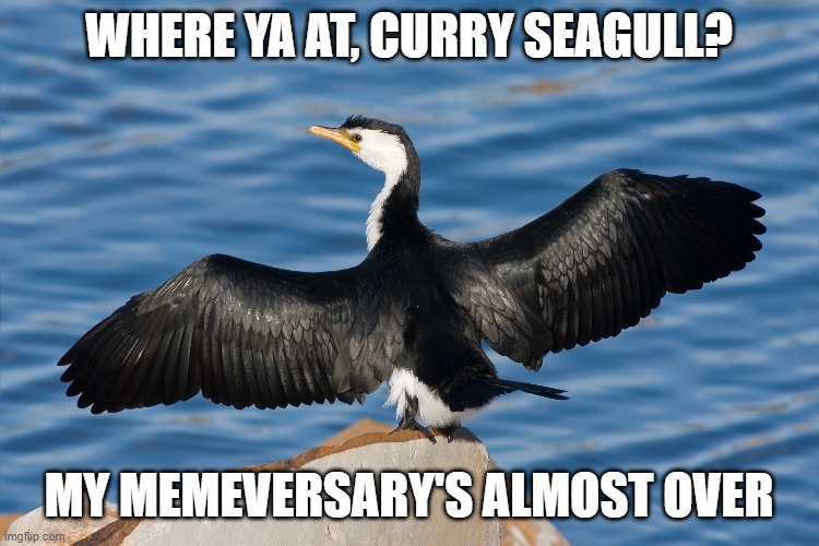 Where ya at curry seagull my memeversary's almost over | WHERE YA AT, CURRY SEAGULL? MY MEMEVERSARY'S ALMOST OVER | image tagged in duckguin | made w/ Imgflip meme maker