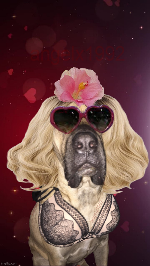 bitch | image tagged in bitch,dogs,lady,wig,dog,bra | made w/ Imgflip meme maker