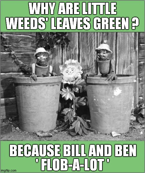 Bill & Ben, The Flowerpot Men | WHY ARE LITTLE WEEDS' LEAVES GREEN ? ' FLOB-A-LOT '; BECAUSE BILL AND BEN | image tagged in fun,vintage,uk childrens tv | made w/ Imgflip meme maker
