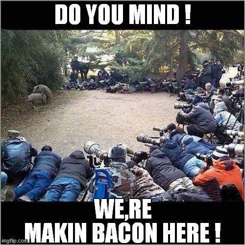 Paparazzi Voyeurism - Level 11 | DO YOU MIND ! WE,RE; MAKIN BACON HERE ! | image tagged in fun,pigs,paparazzi | made w/ Imgflip meme maker