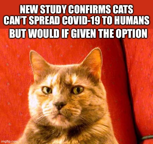 Cats want to be evil |  NEW STUDY CONFIRMS CATS CAN’T SPREAD COVID-19 TO HUMANS; BUT WOULD IF GIVEN THE OPTION | image tagged in memes,suspicious cat,study,cat,evil,covid-19 | made w/ Imgflip meme maker