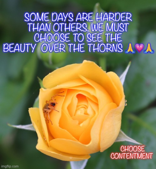 Choice | SOME DAYS ARE HARDER THAN OTHERS. WE MUST CHOOSE TO SEE THE BEAUTY  OVER THE THORNS 🙏💗🙏; CHOOSE CONTENTMENT | image tagged in inspirational quote | made w/ Imgflip meme maker
