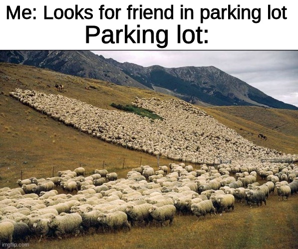 Flock of Sheep | Me: Looks for friend in parking lot; Parking lot: | image tagged in flock of sheep | made w/ Imgflip meme maker