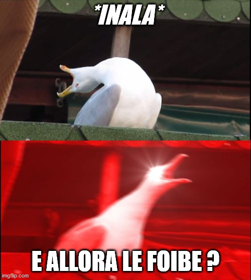 screaming seagull | *INALA*; E ALLORA LE FOIBE ? | image tagged in screaming seagull | made w/ Imgflip meme maker