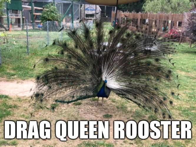It's showtime! | DRAG QUEEN ROOSTER | image tagged in peacock | made w/ Imgflip meme maker