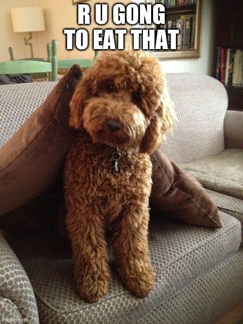 ETC... | R U GONG TO EAT THAT | image tagged in labradoodle | made w/ Imgflip meme maker
