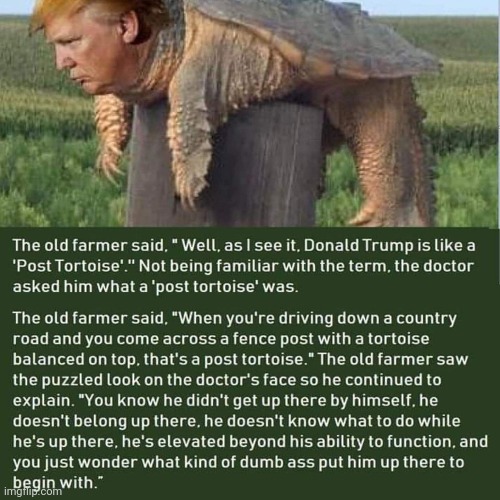 image tagged in trump,tortoise | made w/ Imgflip meme maker