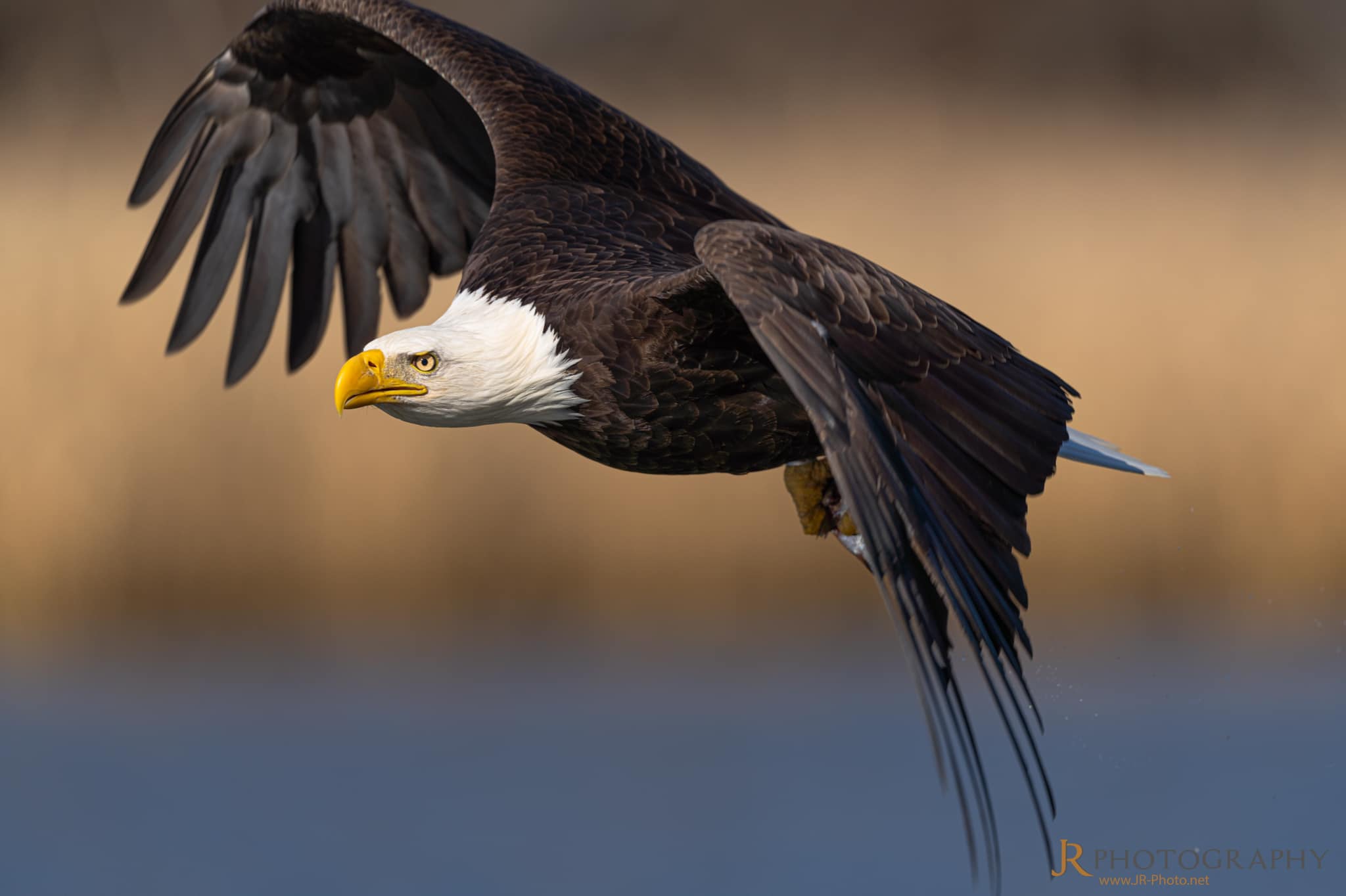 eagle Blank Meme Template