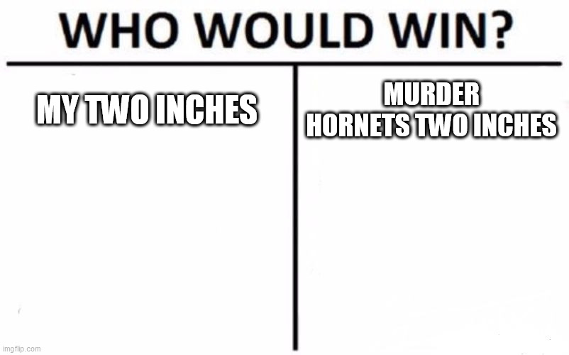 i need answers | MY TWO INCHES; MURDER HORNETS TWO INCHES | image tagged in memes,who would win | made w/ Imgflip meme maker