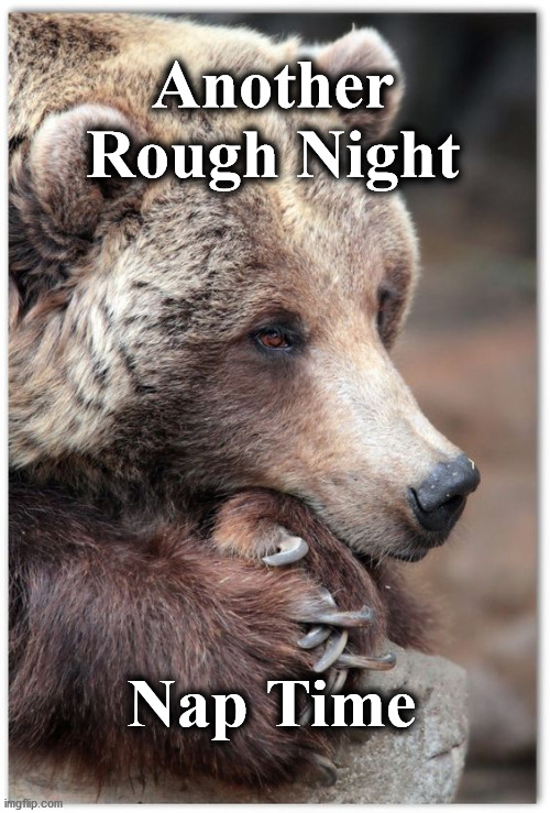 bear | Another Rough Night; Nap Time | image tagged in bear | made w/ Imgflip meme maker