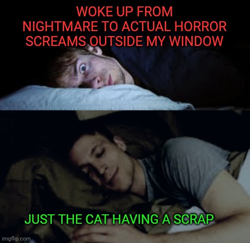 Cat Scrap | WOKE UP FROM NIGHTMARE TO ACTUAL HORROR SCREAMS OUTSIDE MY WINDOW; JUST THE CAT HAVING A SCRAP | image tagged in nightmare,cat,woke,horror,scream | made w/ Imgflip meme maker