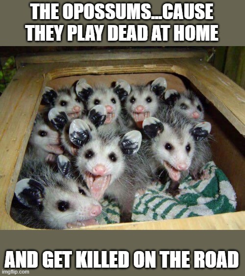 Possum baby | THE OPOSSUMS...CAUSE THEY PLAY DEAD AT HOME AND GET KILLED ON THE ROAD | image tagged in possum baby | made w/ Imgflip meme maker
