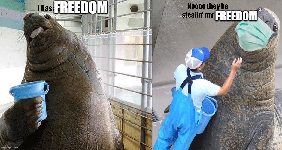 I has a freedom | FREEDOM; FREEDOM | image tagged in i has a bucket | made w/ Imgflip meme maker