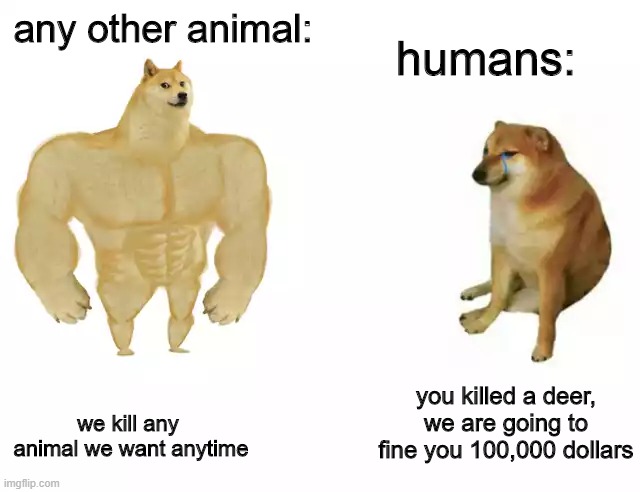 \:I | humans:; any other animal:; we kill any  animal we want anytime; you killed a deer, we are going to fine you 100,000 dollars | image tagged in buff doge vs cheems | made w/ Imgflip meme maker