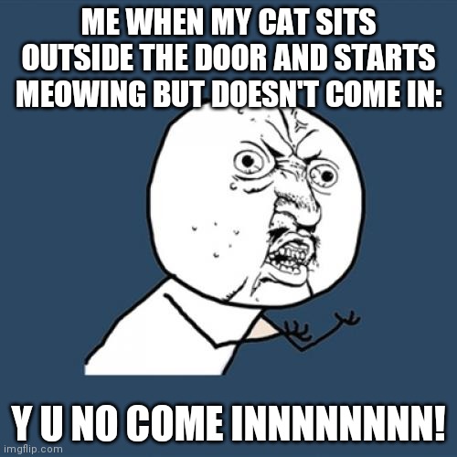 Y U No Meme | ME WHEN MY CAT SITS OUTSIDE THE DOOR AND STARTS MEOWING BUT DOESN'T COME IN:; Y U NO COME INNNNNNNN! | image tagged in memes,y u no | made w/ Imgflip meme maker