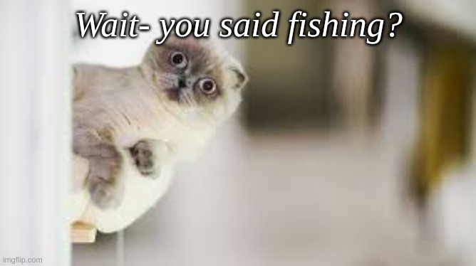 Wait you said what? |  Wait- you said fishing? | image tagged in cats | made w/ Imgflip meme maker