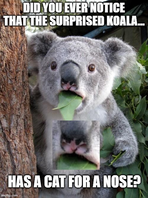 Meow Surprise? | DID YOU EVER NOTICE THAT THE SURPRISED KOALA... HAS A CAT FOR A NOSE? | image tagged in memes,surprised koala,cats | made w/ Imgflip meme maker