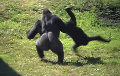 gorilla throwing another gorilla Blank Meme Template