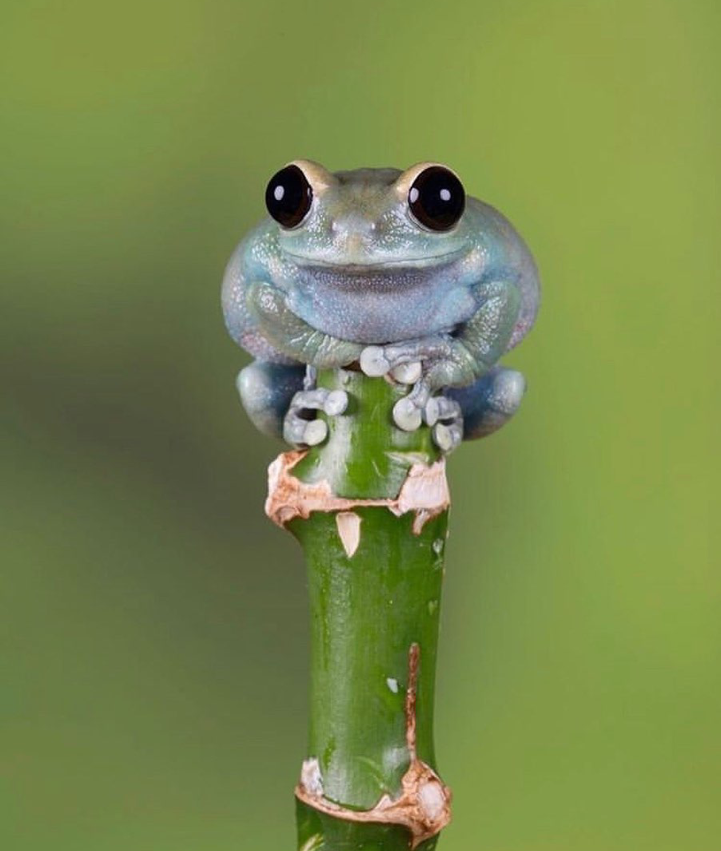 Cute Baby Frog Blank Meme Template