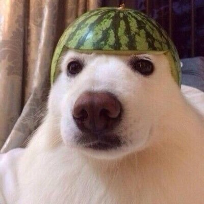 Melon Helmet Dog Blank Meme Template