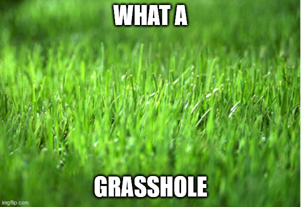 grass is greener | WHAT A GRASSHOLE | image tagged in grass is greener | made w/ Imgflip meme maker