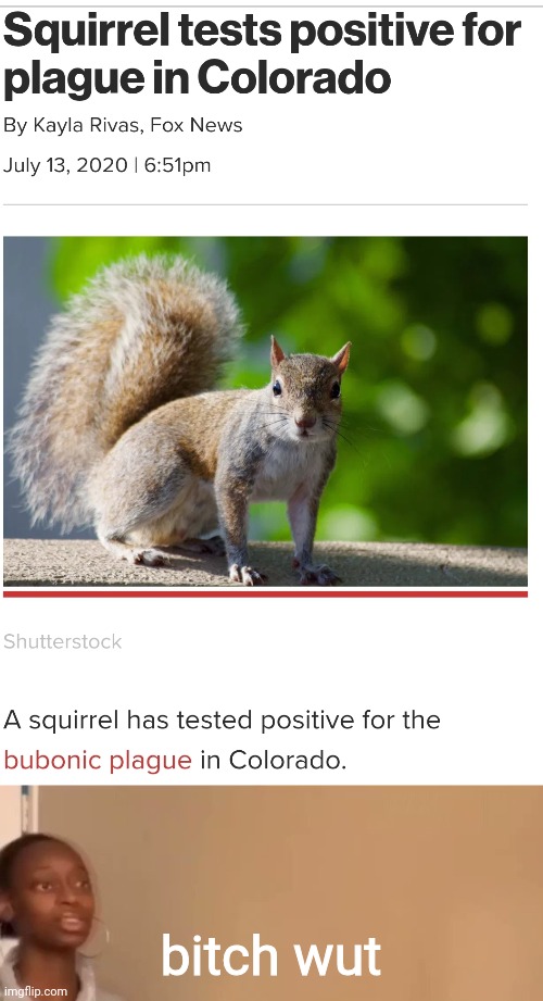 Please... 2020... | bitch wut | image tagged in plague,coronavirus,2020,memes,funny,squirrel | made w/ Imgflip meme maker