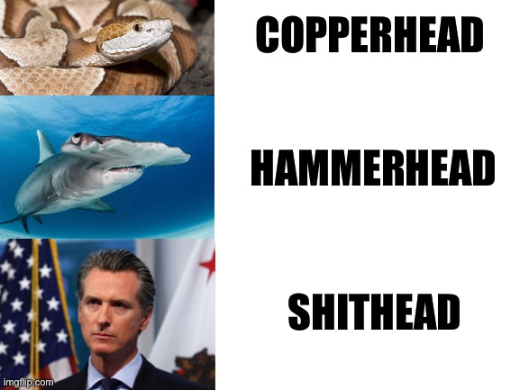 Gavin Newsom is a shithead | COPPERHEAD; HAMMERHEAD; SHITHEAD | image tagged in blank white template,memes,gavin newsom,politician,shark,snake | made w/ Imgflip meme maker