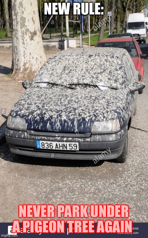 This is gonna be SO much fun to clean off | NEW RULE:; NEVER PARK UNDER A PIGEON TREE AGAIN | image tagged in bird poop,cars,memes | made w/ Imgflip meme maker