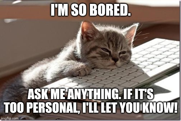 Bored Keyboard Cat | I'M SO BORED. ASK ME ANYTHING. IF IT'S TOO PERSONAL, I'LL LET YOU KNOW! | image tagged in bored keyboard cat | made w/ Imgflip meme maker