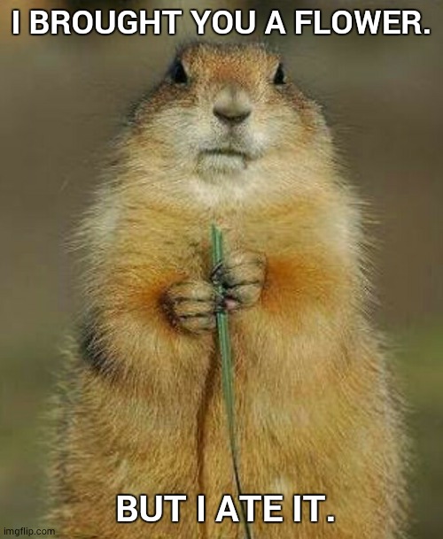 I BROUGHT YOU A FLOWER. BUT I ATE IT. | image tagged in squirrel | made w/ Imgflip meme maker