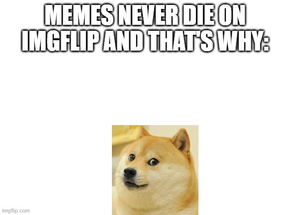 memes never die on imgflip | MEMES NEVER DIE ON IMGFLIP AND THAT'S WHY: | image tagged in blank white template,doge,imgflip,memes | made w/ Imgflip meme maker