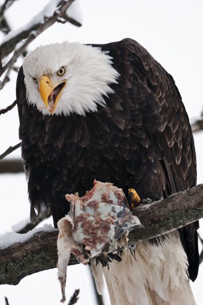 eagle Blank Meme Template