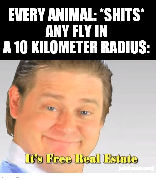 Flies be like |  EVERY ANIMAL: *SHITS*
ANY FLY IN A 10 KILOMETER RADIUS: | image tagged in it's free real estate | made w/ Imgflip meme maker