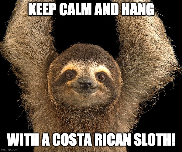 Sloths as Emotional Support Animals | KEEP CALM AND HANG; WITH A COSTA RICAN SLOTH! | image tagged in hang with a costa rican sloth | made w/ Imgflip meme maker