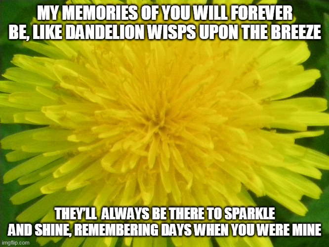 Memories | MY MEMORIES OF YOU WILL FOREVER BE, LIKE DANDELION WISPS UPON THE BREEZE; THEY’LL  ALWAYS BE THERE TO SPARKLE AND SHINE, REMEMBERING DAYS WHEN YOU WERE MINE | image tagged in memories,dandelions,dandelion wisps | made w/ Imgflip meme maker