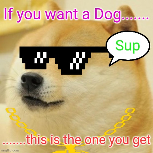 Swag Doge | If you want a Dog....... Sup; .......this is the one you get | image tagged in memes,doge | made w/ Imgflip meme maker