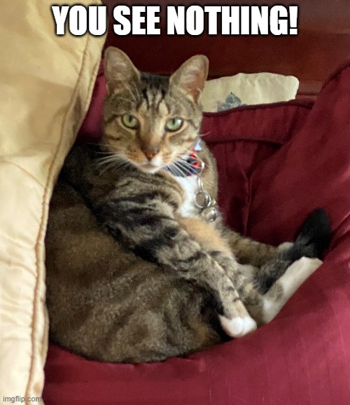 Yoda in bed, "You see nothing!" | YOU SEE NOTHING! | image tagged in funny memes,cat,see nothing,look away,funny meme,secret | made w/ Imgflip meme maker
