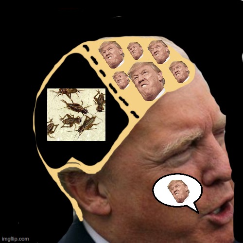 Well there it is. | image tagged in trump hair | made w/ Imgflip meme maker