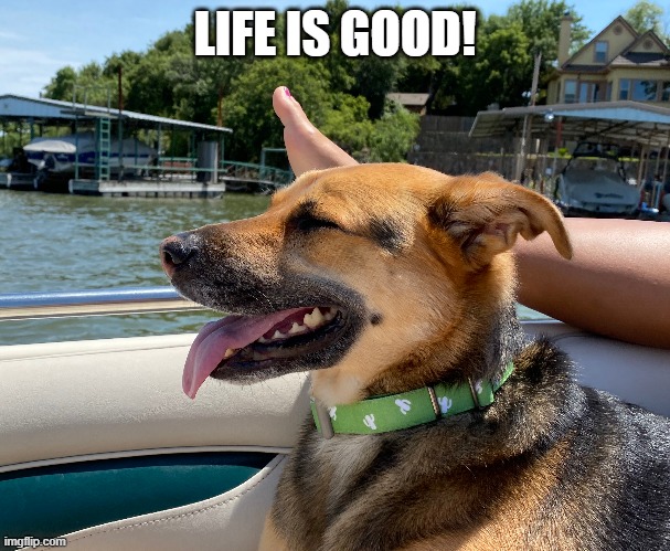 Hugo | LIFE IS GOOD! | image tagged in life is good,dog,chill,smiling,smiley,good times | made w/ Imgflip meme maker